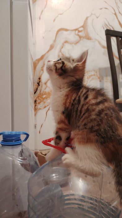 Британский котёнок