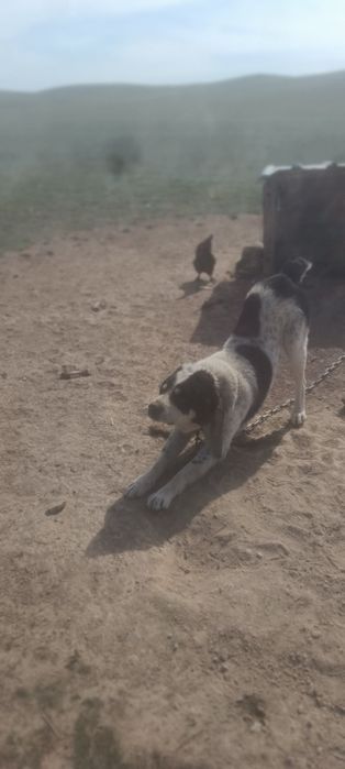 Продаются щенки алабай