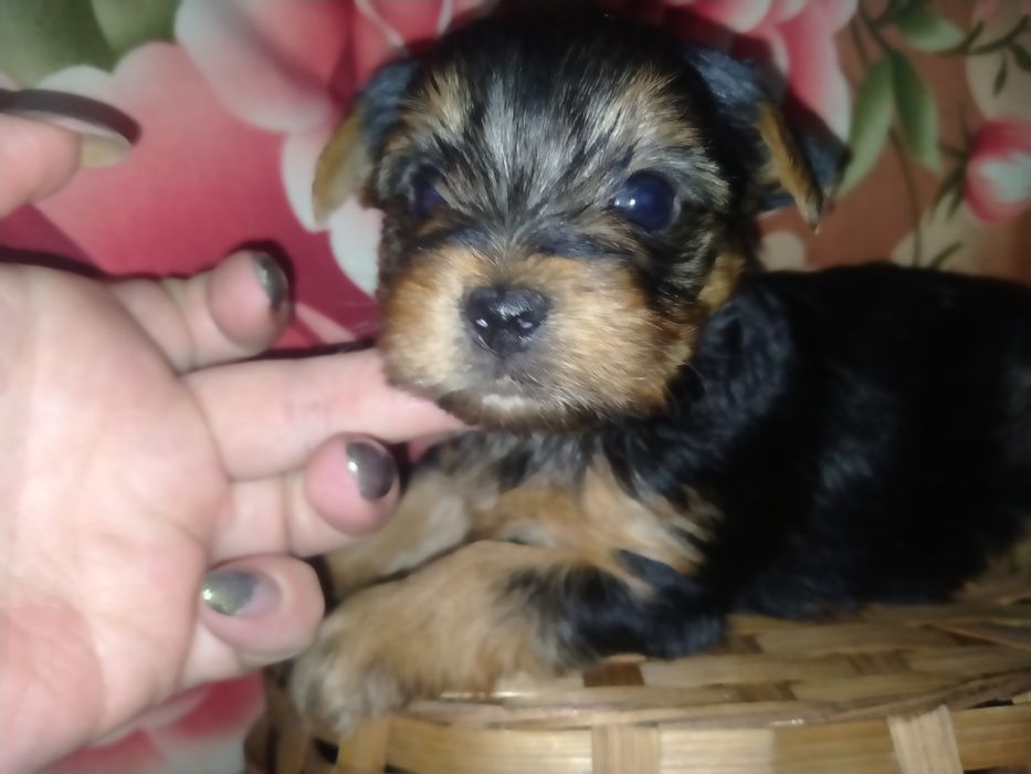 Йоркширский терьер