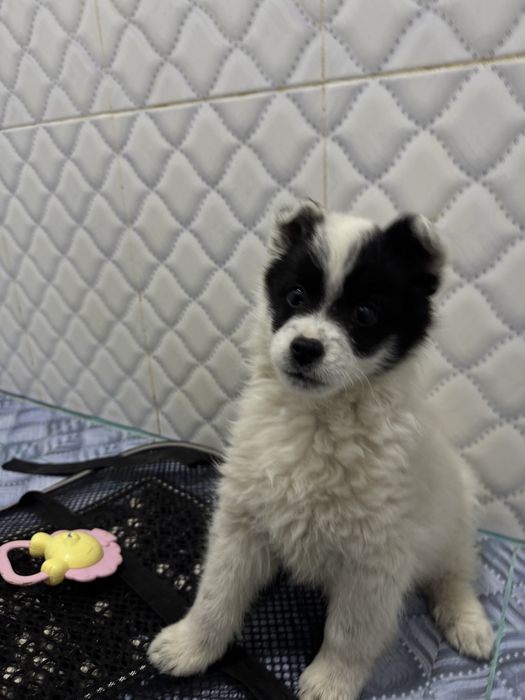 продается щенок,Помесь шпица