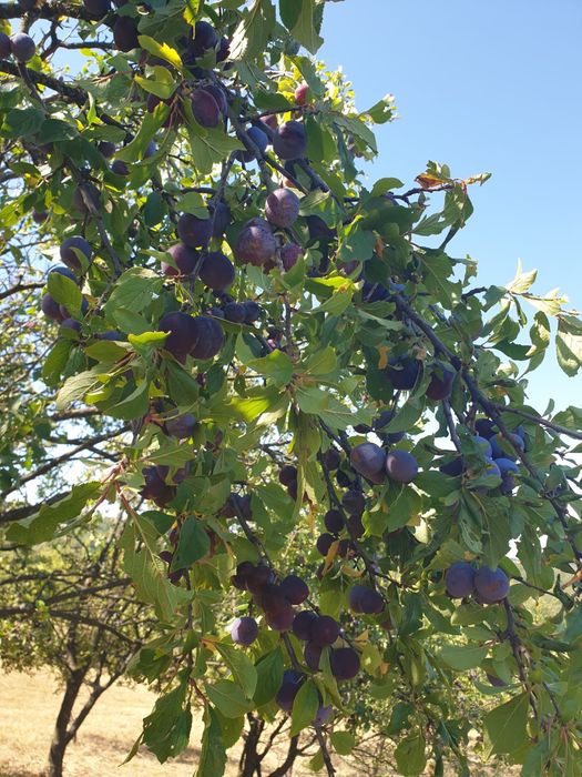 Prune pentru țuica/vinars