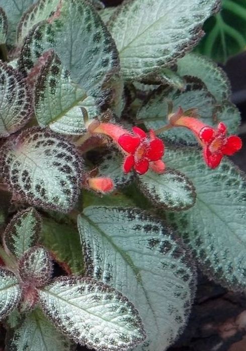 Комнатные растения -Эписция