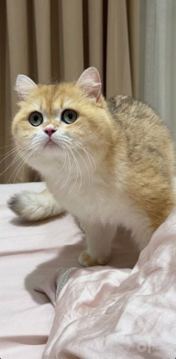 Viyaska BRI zaltoy shinshila ny12