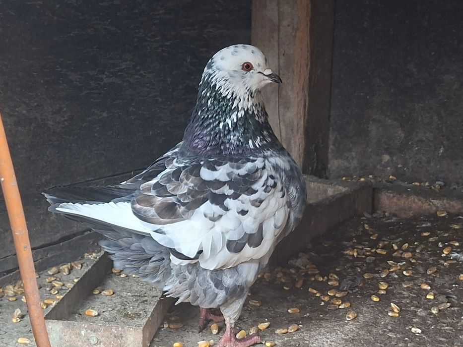 Perche de porumbei king