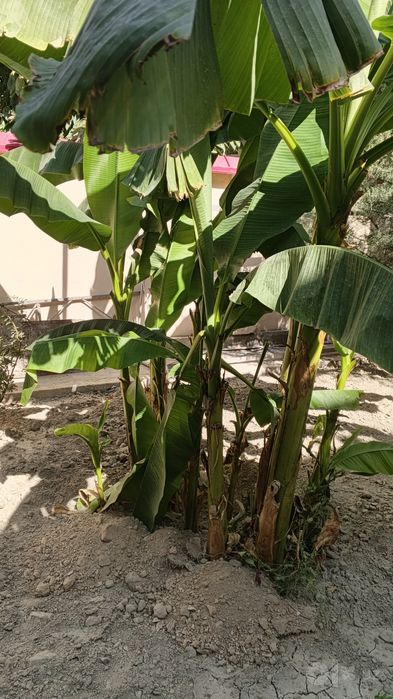 Banan daraxt sotiladi srochno