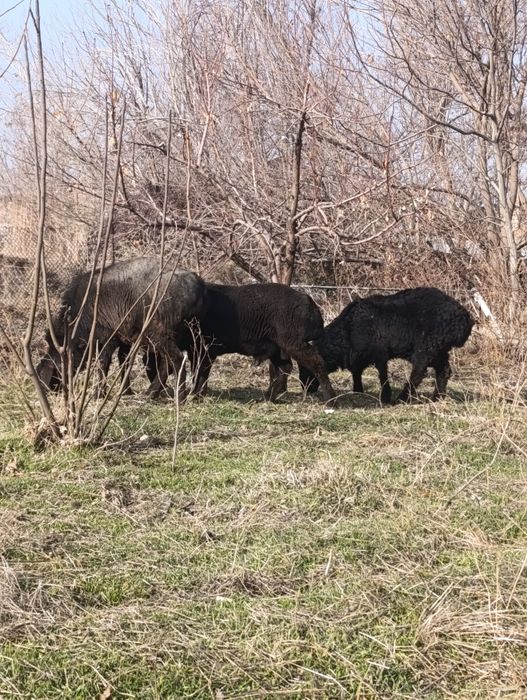 Qo'y qo'chqorlar sotiladi