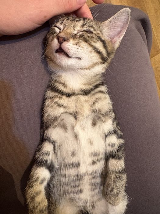 Котята милашки ищут дом