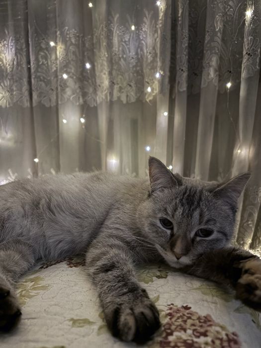 Отдам молодую спокойную кошку в добрые руки