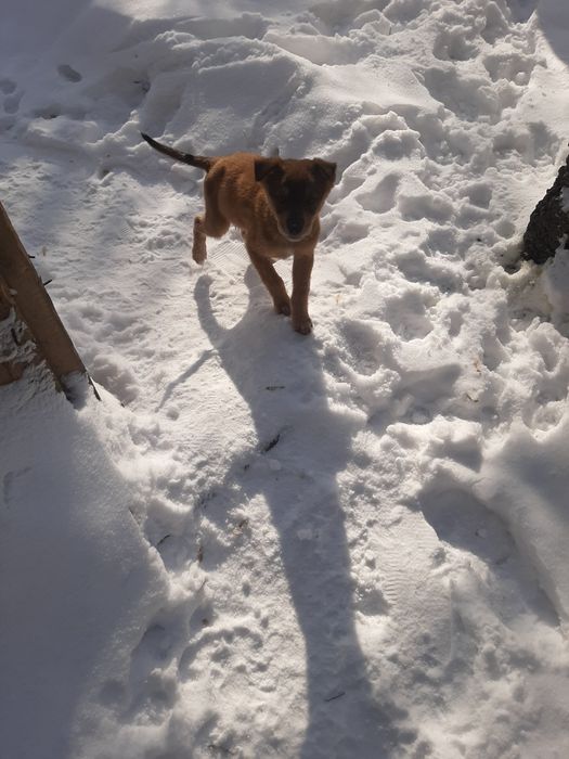 СРОЧНО ищут домик!