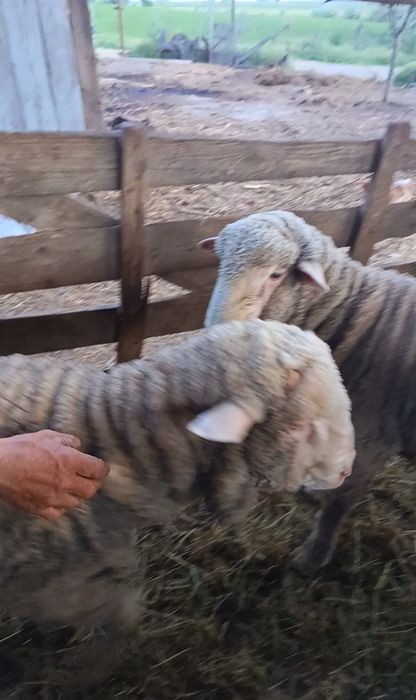 Vând 2 berbeci miori merinos