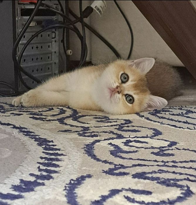 Чистакровная шиншилла  мушукчалар  обученые к лотку кушають супер