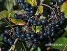 Butasi de aronia, afin canadian, mur, anul 3.