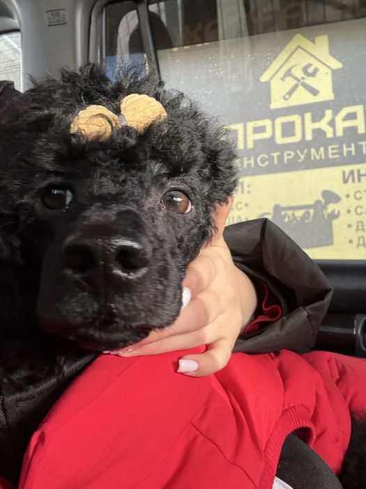 Малый пыдель караганда