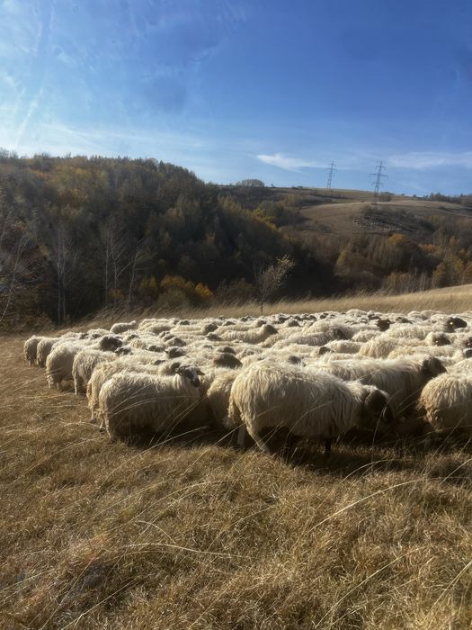 vand 80-100 de oi Poiana Buchin