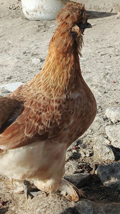 Корейский япон товук тухумлари