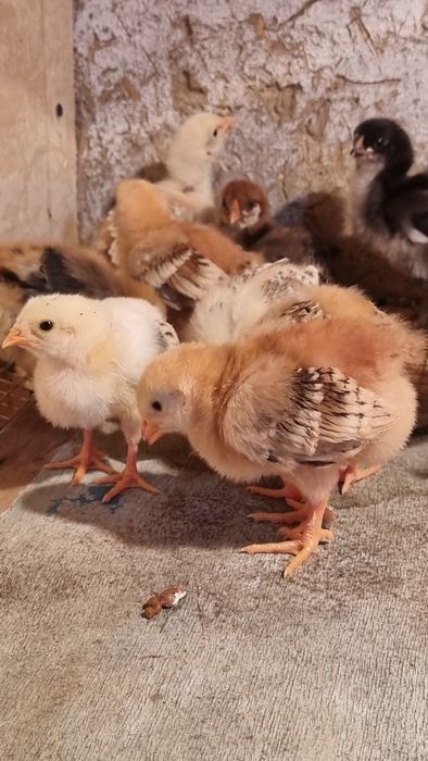 Хонаки жужалар! ДОМАШНЫЕ ЦЫПЛЯТА