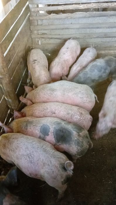 Vând vițea și grăsunei