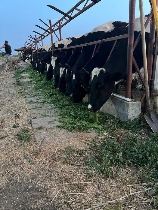 Hibrid de sorg cu iarba de sudan rezistent la seceta/soluri slabe