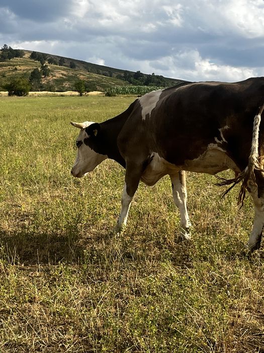 Vand o vaca de abator