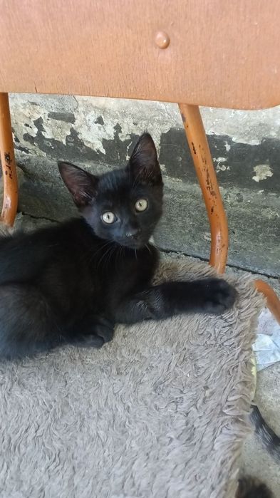 Отдам котят в добрые руки.