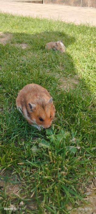Xomyak juftligiyam bor bolalariyam bor oq va jigarrang