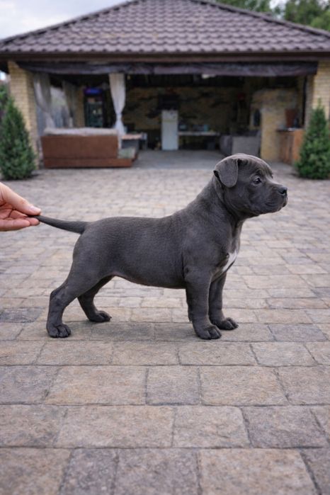 American Bully Pocket – 3 luni jumate, Bloodline de Top