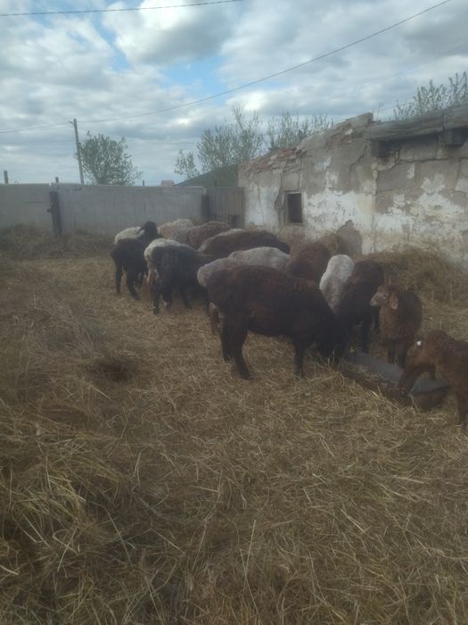 Продам жирных баран.