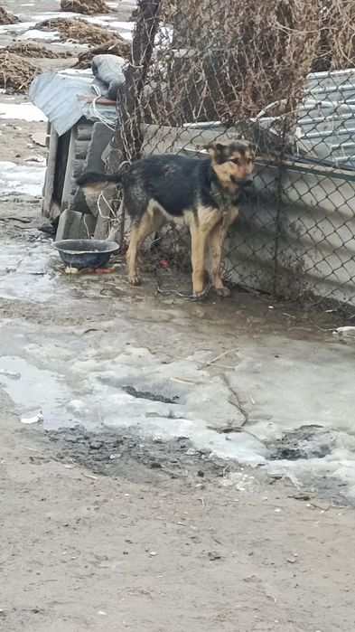 Продаётся немецкая овчарка