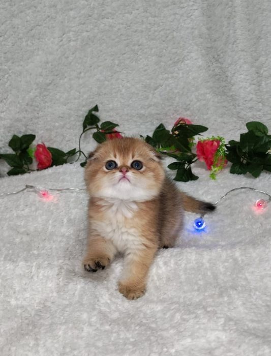 Шотландские котята