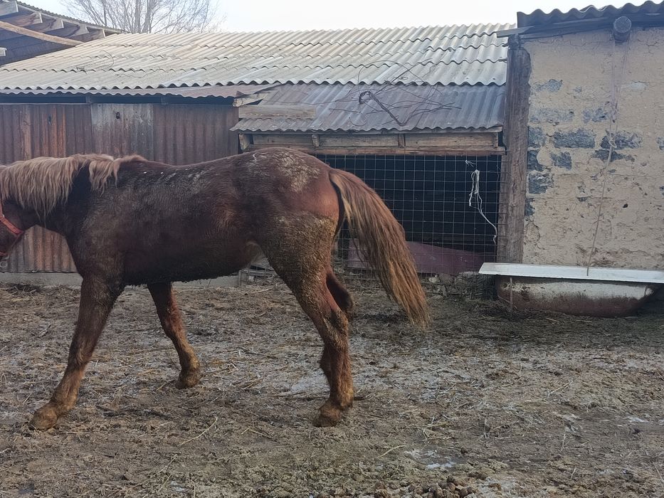 *ПРОДАЕТСЯ ЖЕРЕБЕЦ, 3 ГОДА рослый мощный