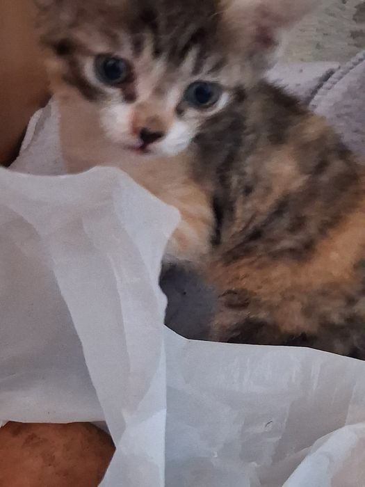 Котёнок  1 мес. Срочно