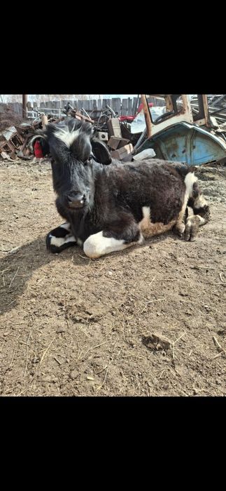 Продам двух бычков