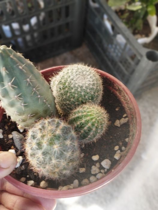 Кактусы и сукулнты