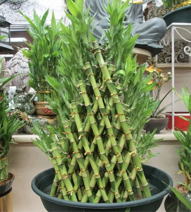 Бамбук символ счастья