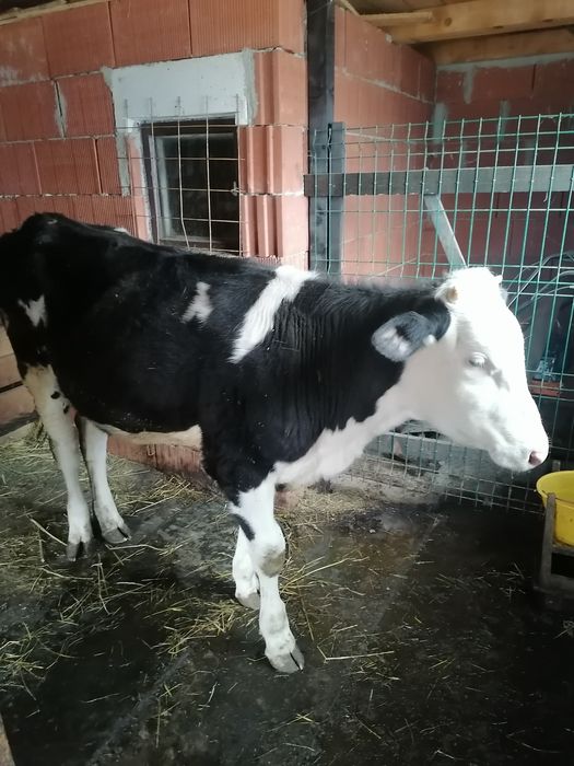 Vând vițea 10 luni