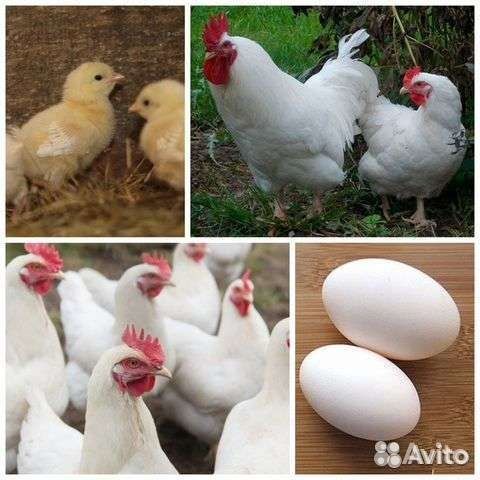 Куры несушки,несуться каждый день