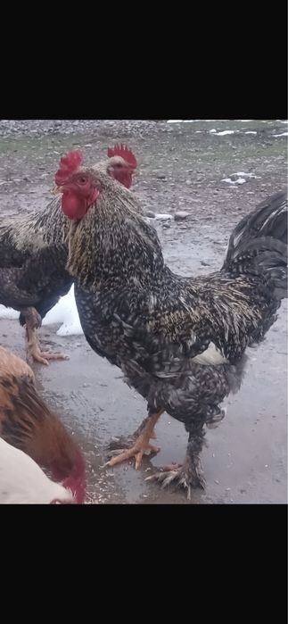 Қораз сатлаты бағасы 5000 тенге