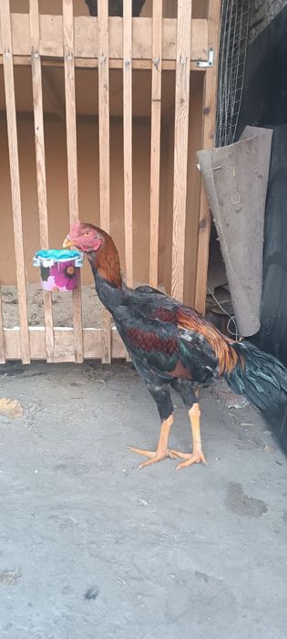 Жожани зори сотуда