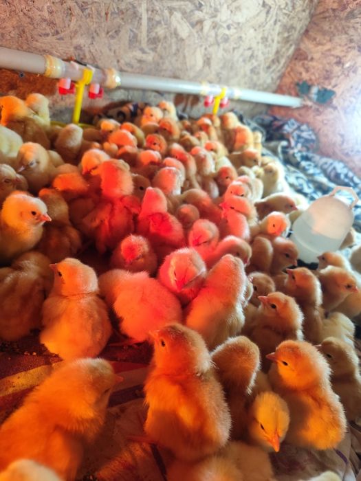 Продам суточных цыплят ломан Браун