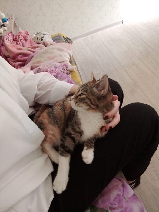 пропала кошка.