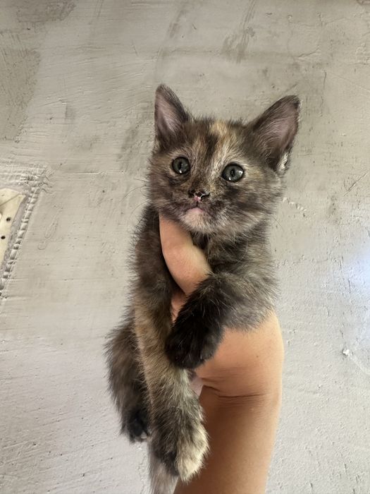 Отдам красивых котят