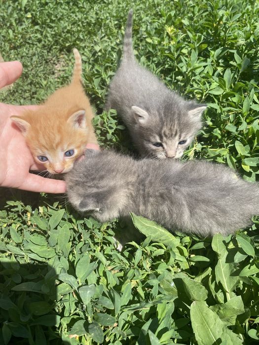 Отдам котят бесплатно