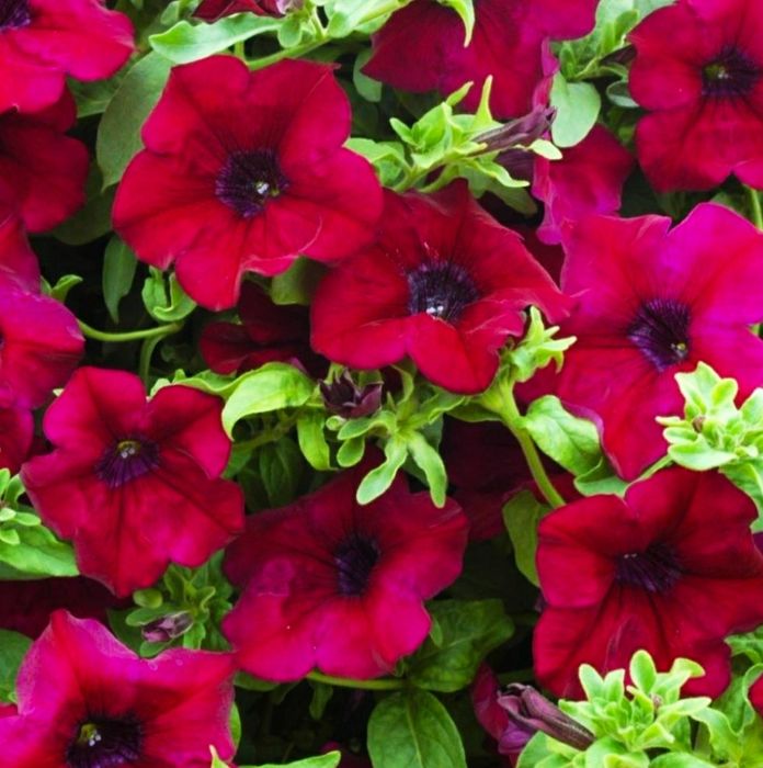 Петуния рассада цветов
