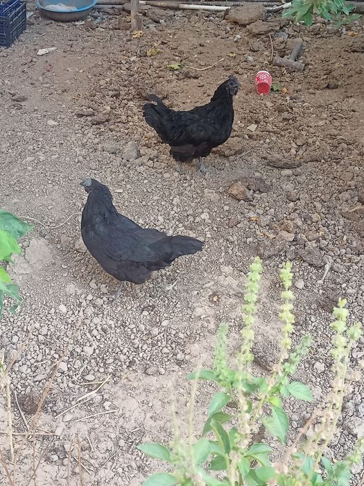 Товуклар сотилади