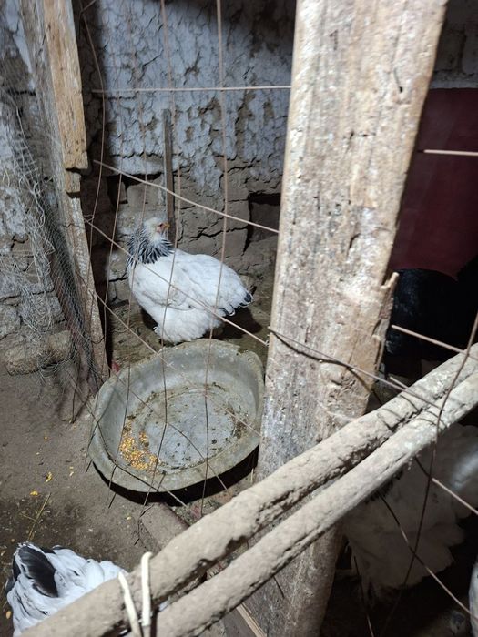 Брама товук хурозлари сотилади