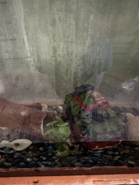 Аквариум сатылады ішіндегі заттарымен