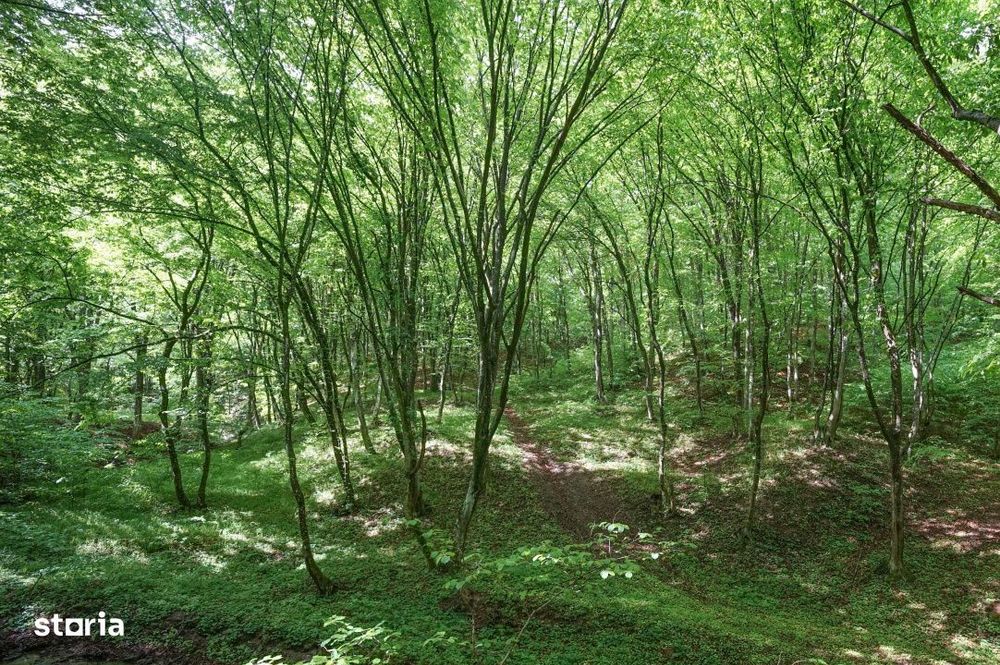 OCAZIE | 5755 mp PĂDURE matura in Stolna | Utilitati 200m | Front 17m