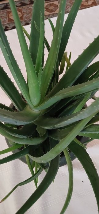 Aloe Vera Barbadensis 7 ani terapeutic , ghiveci mare