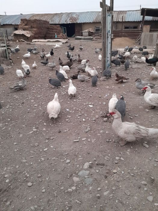 Үйрек жұмыртқасы сатылады