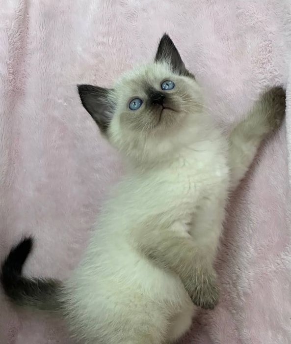 Продаётся котёнок сиямская домошная послушная 3 месяца.
